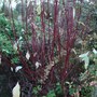 Cornus stems (Cornus alba)