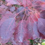Cotinus leaves (Cotinus coggygria)