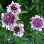 Scabiosa 'Barocca' (Scabiosa)