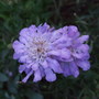 Scabiosa 'Blue Butterfly' (Scabiosa)