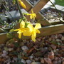 First v early flower - Winter Jasmine 4 Nov 2009 (Jasminum nudiflorum)