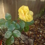 First flower the other day (rose yellow)