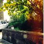 Laburnum (Laburnum)