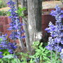 Salvia_farinacea__victoria_blue_