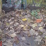 The Leaves