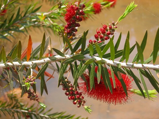 Callistemon