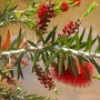 Callistemon