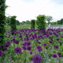 RHS Wisley May 2008