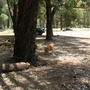 Big trees