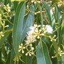 Eucalyptus buds