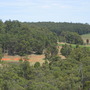 Eucalyptus marginata ( Jarrah trees )