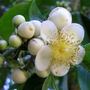 Spring blossom .Queensland rainforest native tree (Rhodomyrtus macrocarpa)