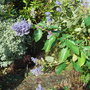 Ceanothus 'Gloire de Versailles' - November 2009 (Ceanothus 'Gloire de Versailles')