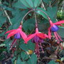 Fuchsia 'Lady Boothby' - November 2009 (Fuchsia)