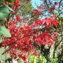 Acer palmatum 'Osakazuki' - November 2009 (Acer palmatum 'Osakazuki')