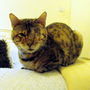 Happy & Clean Puss "Blog"