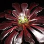 Aeonium schwarzkopf