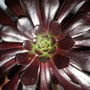 Aeonium schwarzkopf