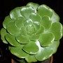 Aeonium