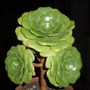 Aeonium