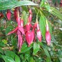Lechlade Magician ( Hardy Fuchsia )