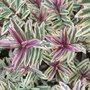Hebe 'Heartbreaker' (Hebe)