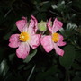 Cistus 'Silver Pink' (Cistus x argenteus)