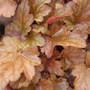 Heuchera 'Peach Flambe' leaves. (Heuchera)