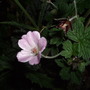Geranium 'Pink Delight' (Geranium)