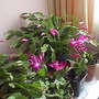 Christmas cactus 01-11-07 001 (Christmas Cactus)