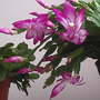 Christmas cactus 01-11-07 003 (Christmas Cactus)