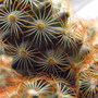 New Cacti "Blog"