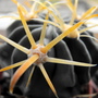 New Cacti "Blog"