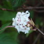 Viburnum farreri 'Nanum' - 2009 (Viburnum farreri 'Nanum')