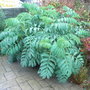 Melianthus major - 2009 (Melianthus major)