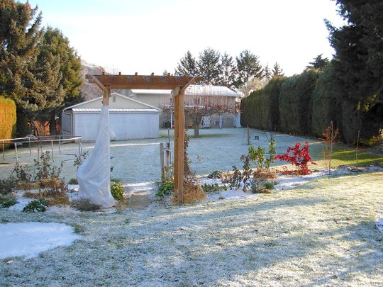 My back garden today