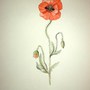 Painting of a Field Poppy by my Mum