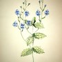 Painting of Speedwell by my Mum