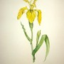 Yellow Flag Iris Painting by my Mum