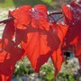 Ninebark ~ Physocarpus opulifolius 'Center Glow' (Physocarpus opulifolius (Ninebark))