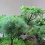 Mini conifers