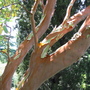 Shameless-tree (Arbutus andrachne)