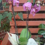 Orchid (phalenipsis)