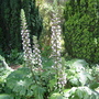 Acanthus and Conifers (Acanthus mollis)