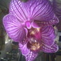 Close up of Orchid (orchid)