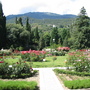 Rose Section