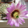 Echinocereus (Echinocereus)