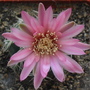 Gymnocalycium (Gymnocalycium)
