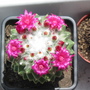 Mammilaria 1 (Mammillaria)