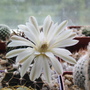 Gymnocalycium mihanovichi (Gymnocalycium mihanovichi)